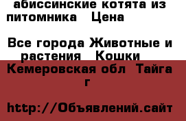 абиссинские котята из питомника › Цена ­ 15 000 - Все города Животные и растения » Кошки   . Кемеровская обл.,Тайга г.